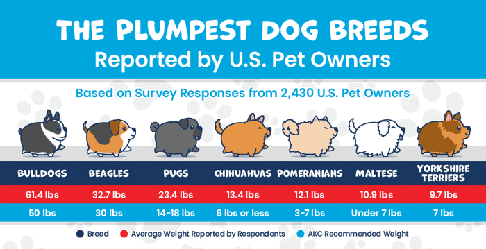 chart showing the most overweight dog breeds