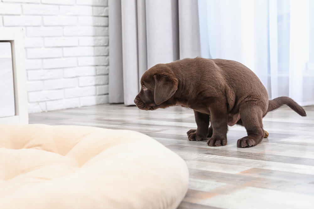 Total Vet Puppy Diarrhea What Is It What do You Need to Know