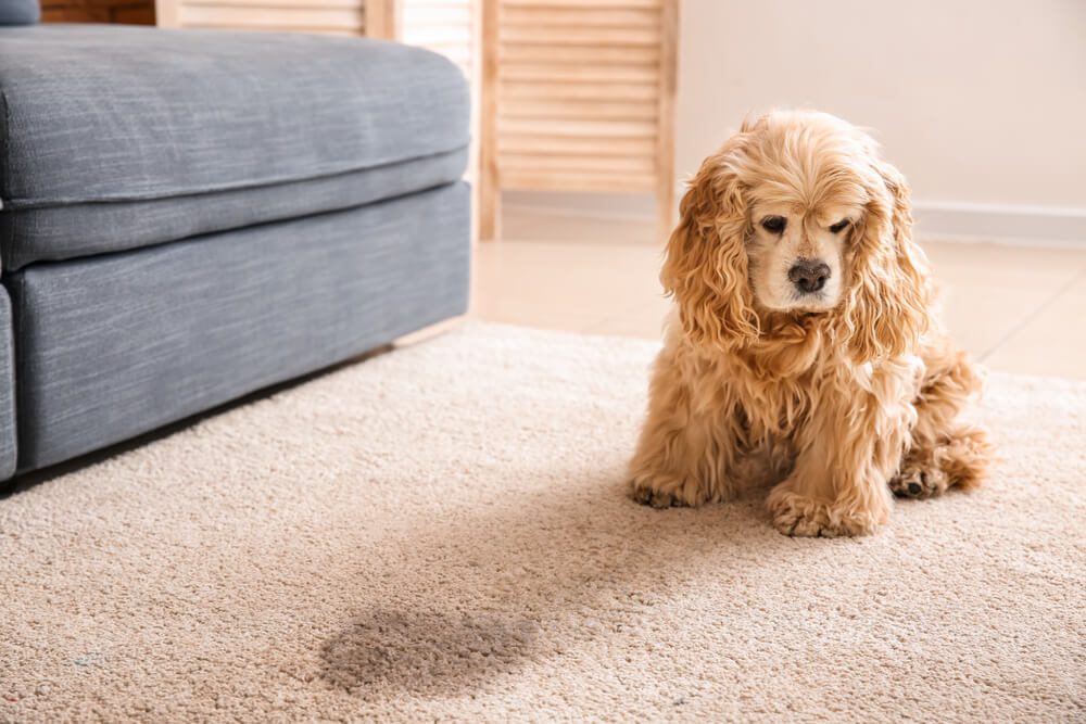 Total Vet Urinary Tract Infections in Dogs Remedies and Treatment