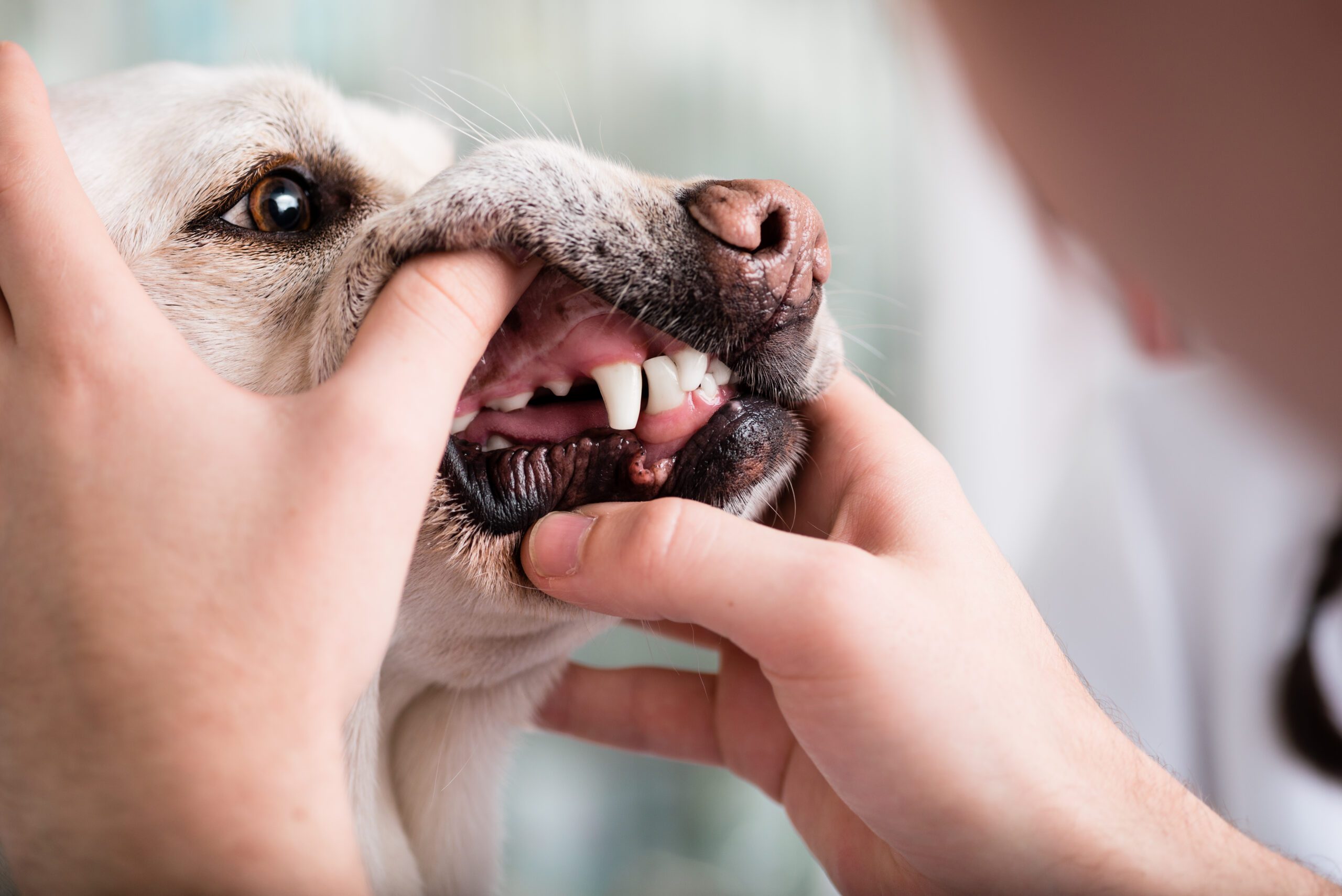 Dog Grinding Teeth