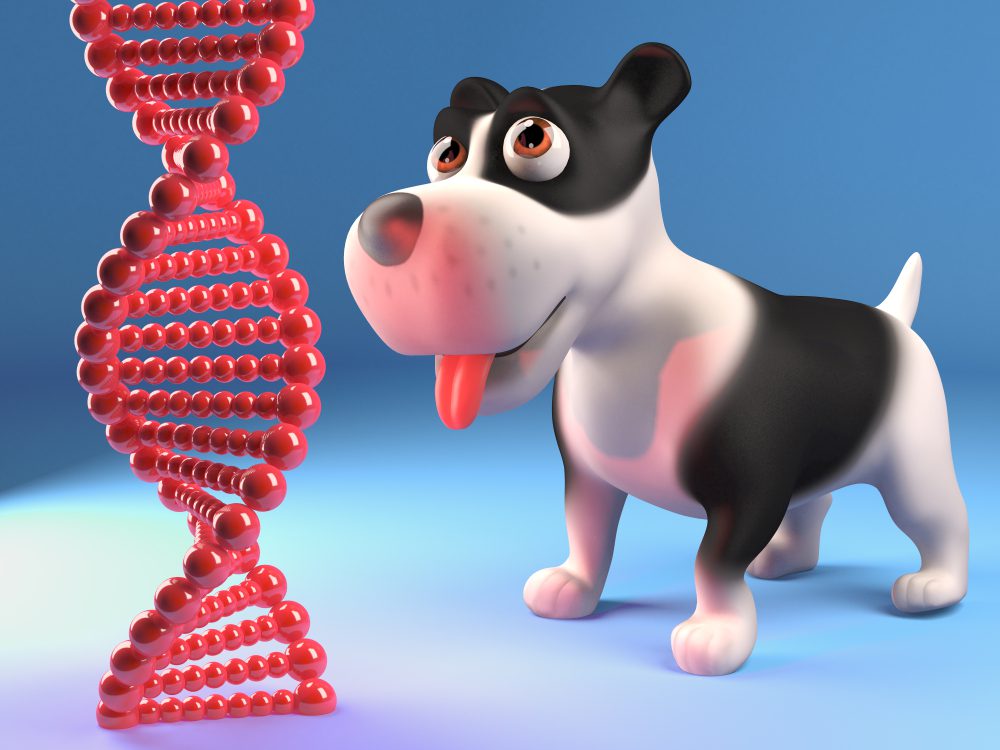 TofernPatternedIglooHouseDogBed Total Vet how to test for dog dna