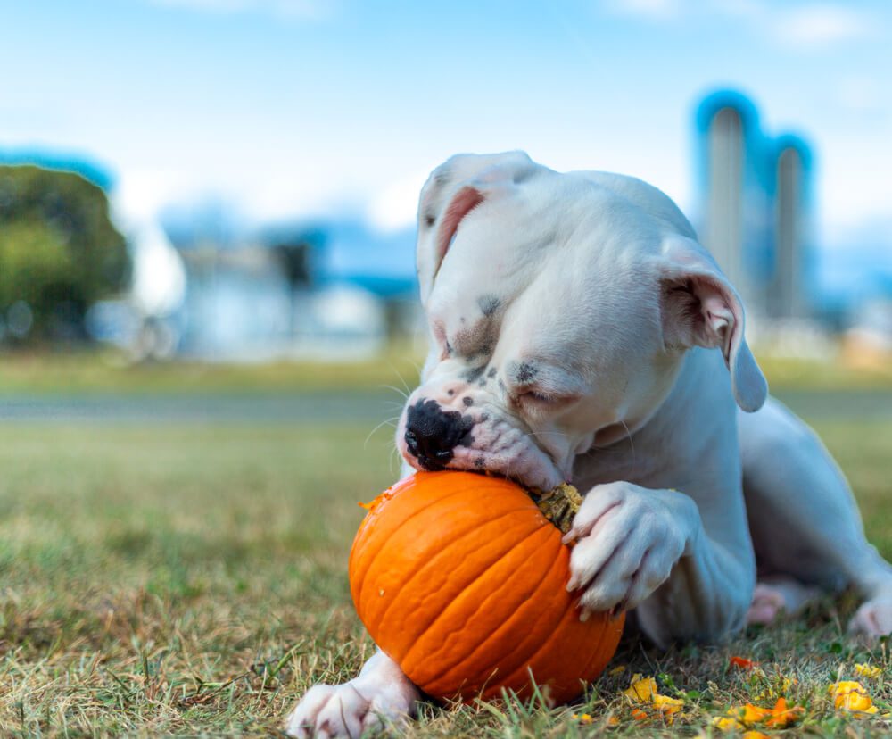 Pumpkin for Dogs A Cure for Dog Upset Stomach Problems