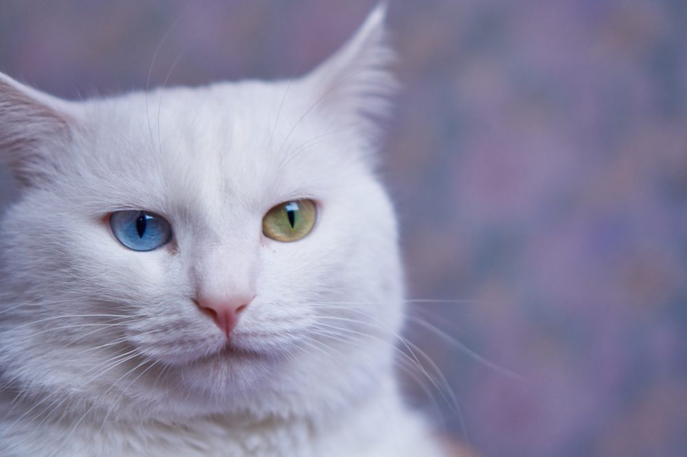 dna test for cat ancestry