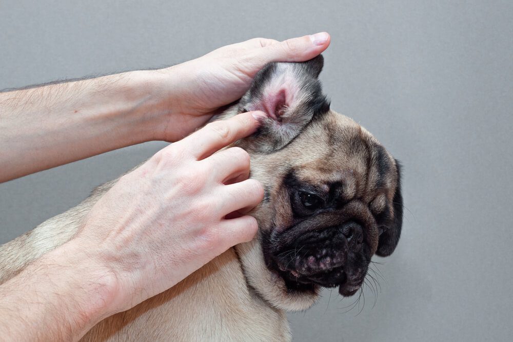 Dog Itchy Ears What You Need to Know