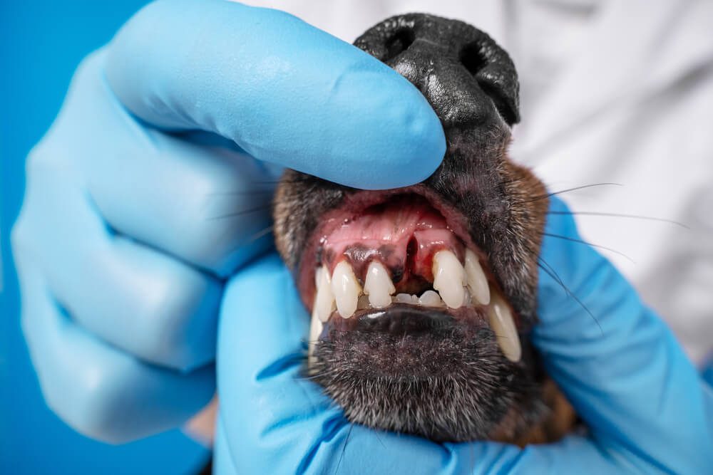 Dental Disease in Dogs: Symptoms, Causes, and Treatments