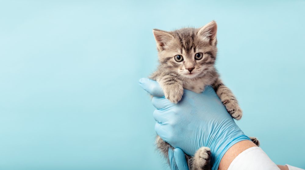 cat ancestry test using their dna