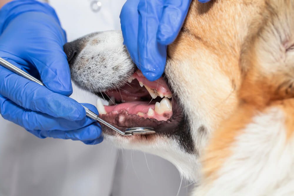 Dental Disease in Dogs: Symptoms, Causes, and Treatments