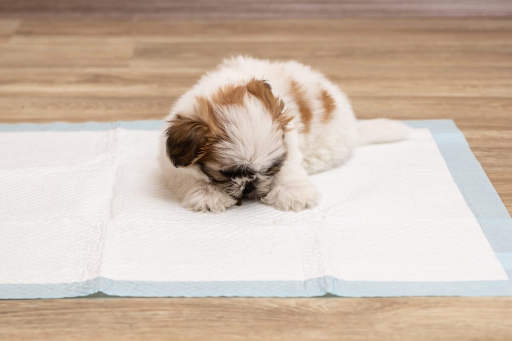 Total Vet Puppy Diarrhea What Is It What do You Need to Know