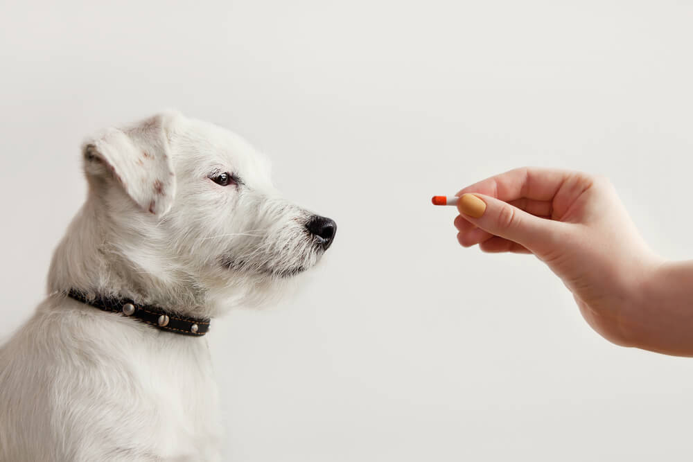 Total Vet Puppy Diarrhea What Is It What do You Need to Know