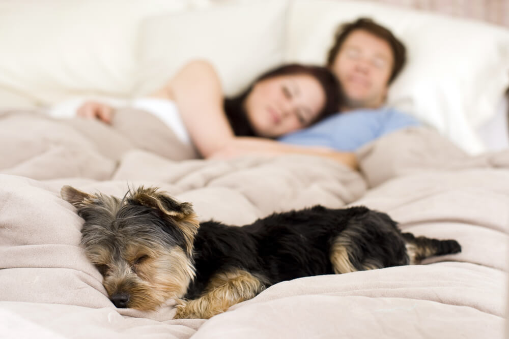 co sleeping with dogs