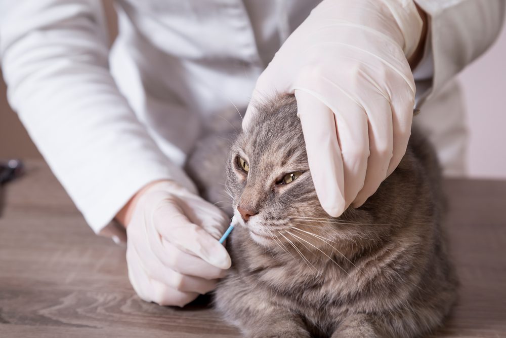 cat dna test basepaws