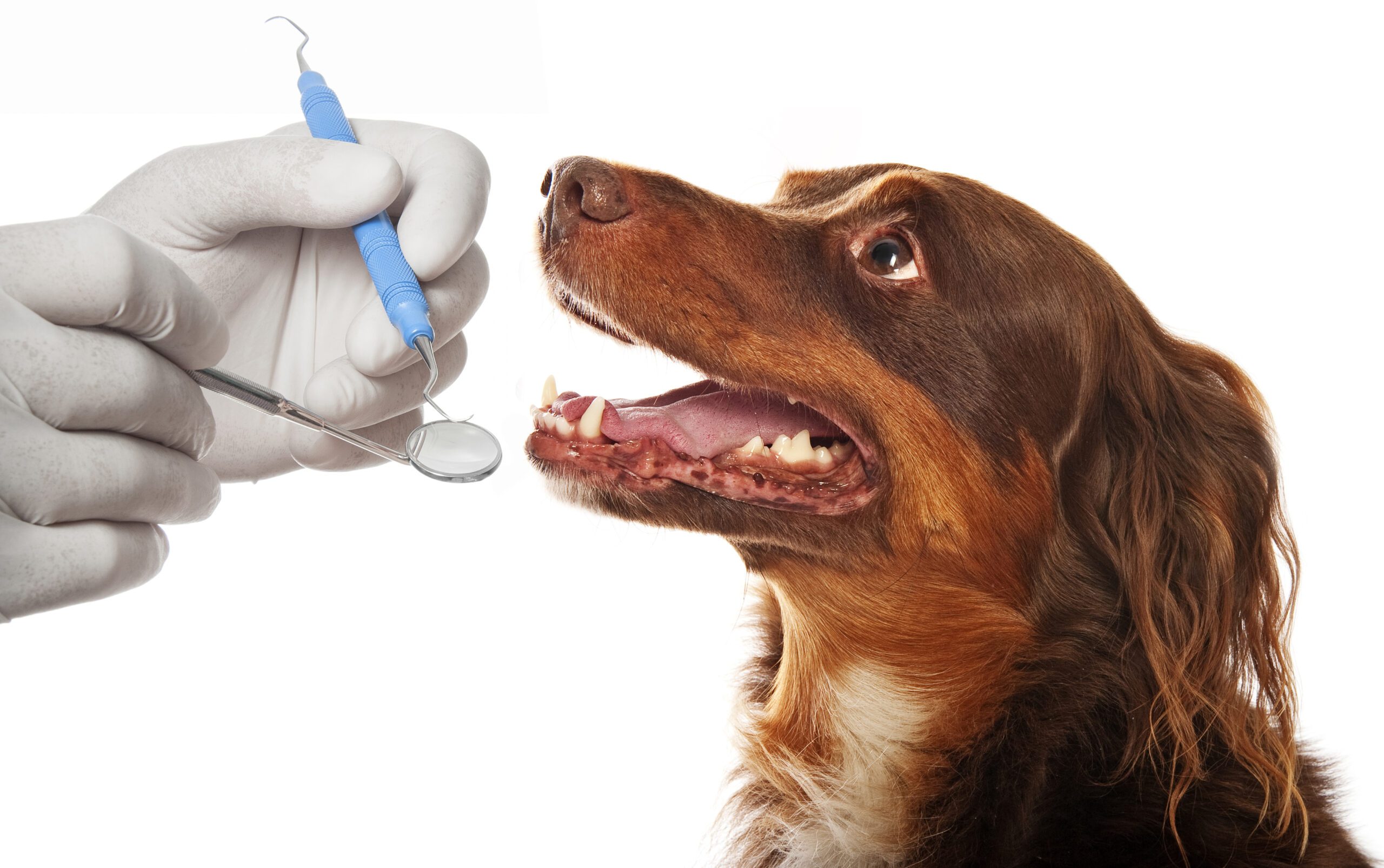 Dog Grinding Teeth Causes Symptoms and Solutions