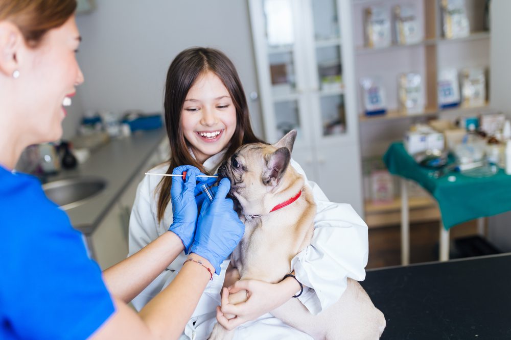WYSBAOSHUCutePrincessBowTiePetDogBed Total Vet how to test your dog for dna
