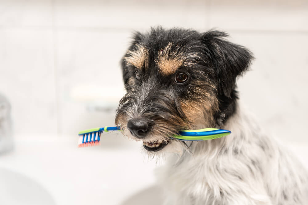 Dental Disease in Dogs: Symptoms, Causes, and Treatments