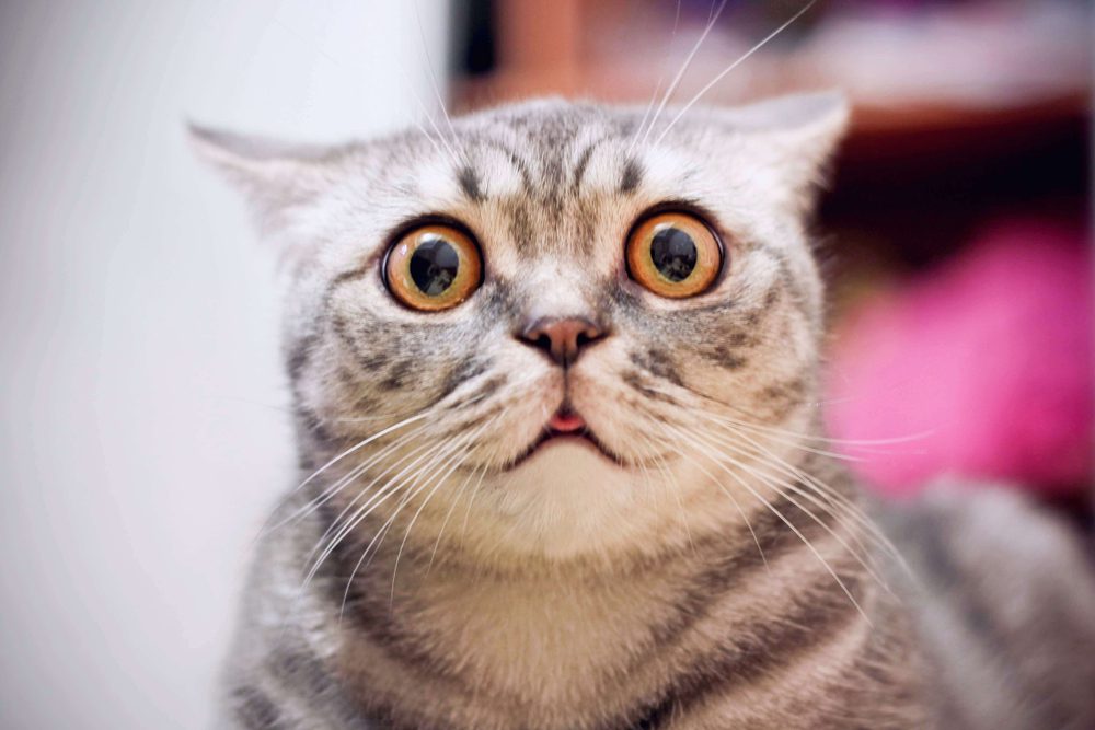 basepaws dna test for cats