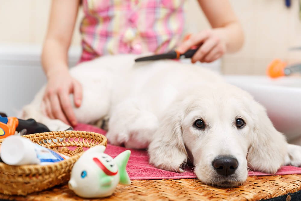 Total Vet signs of tree sap poisoning