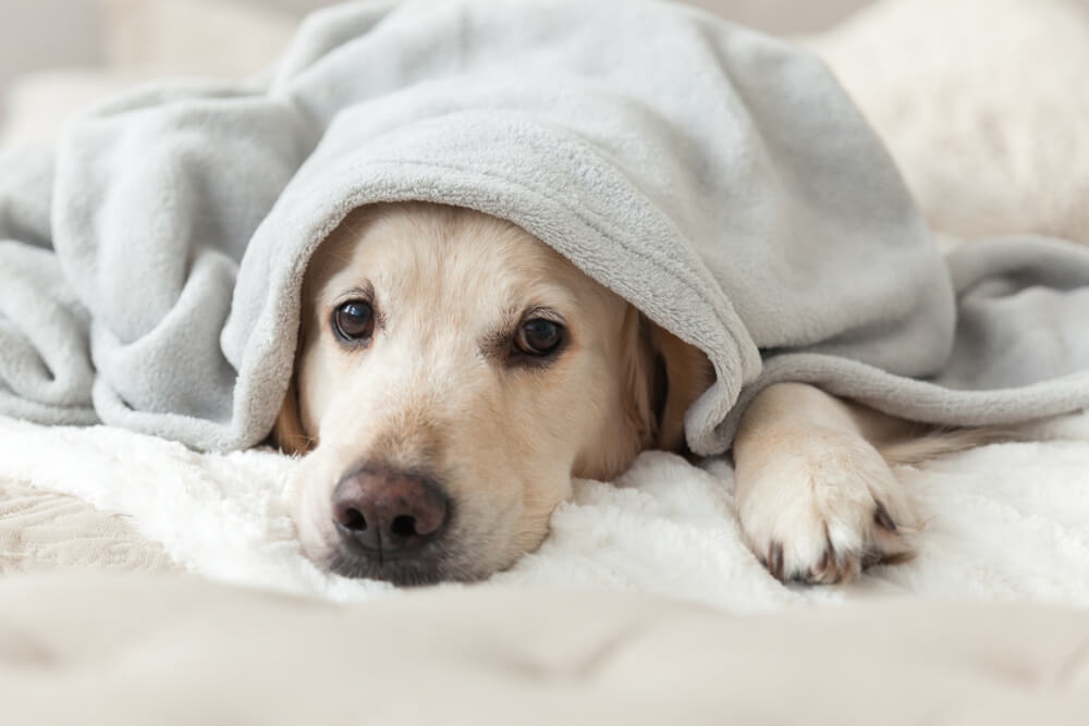Total Vet tick disease in dogs