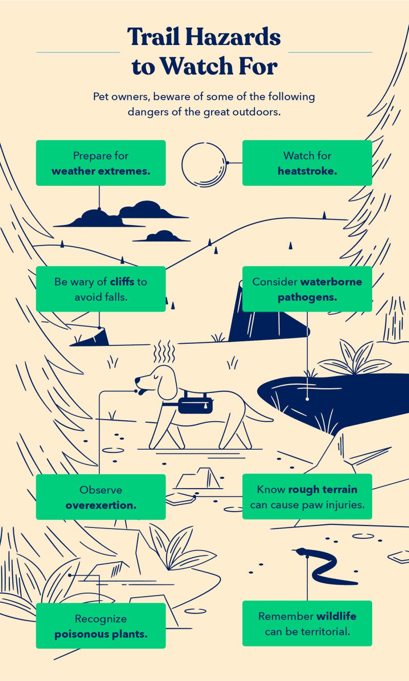 an illustration of trail hazards to watch for when hiking with dogs, including heatstroke, overexertion, poisonous plants, and wildlife