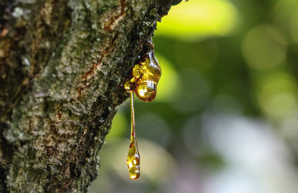 Total Vet types of sap
