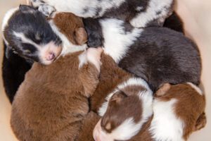 Total Vet Do Puppies of Different Breeds Open Their Eyes at the Same Time