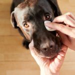 growth on dog eye