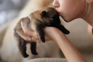 Total Vet How to Take Care of a Puppies Eyes