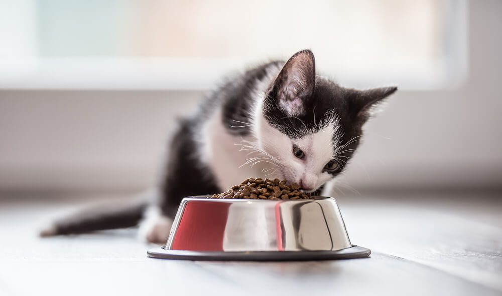 Best Cat Food for Indoor Cats