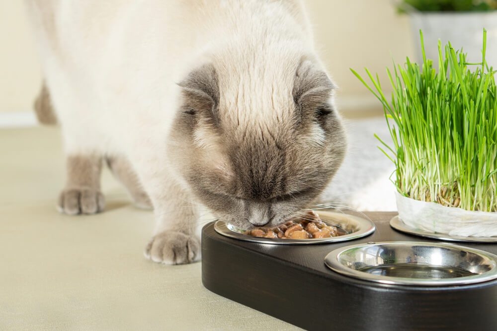 Best Wet Cat Food