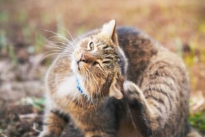 Total Vet What Are the Symptoms of a Cat Ear Yeast Infection