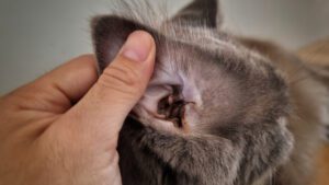 Total Vet What Happens if a Cat Ear Yeast Infection Goes Untreated