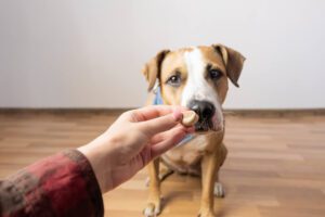 Total Vet The Benefits of Vitamin E for Dogs