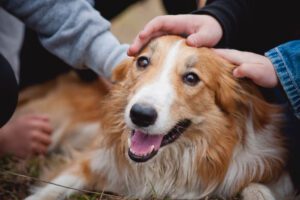 Nicotinamide Mononucleotide NMN for Dogs What You Need to Know