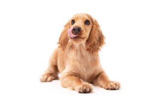 Total Vet Vitamin D3 for Dogs