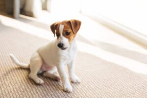 Total Vet The Benefits of Vitamin E for Dogs
