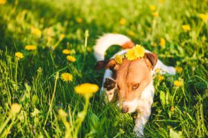 Total Vet Dog Eye Allergies Causes Symptoms and Remedies