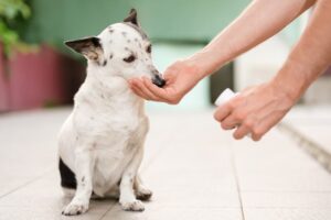 Nicotinamide Mononucleotide NMN for Dogs What You Need to Know