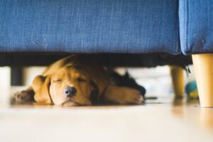 Nicotinamide Mononucleotide NMN for Dogs What You Need to Know
