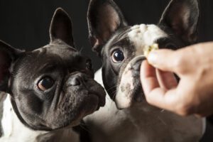 Total Vet The Benefits of Vitamin E for Dogs