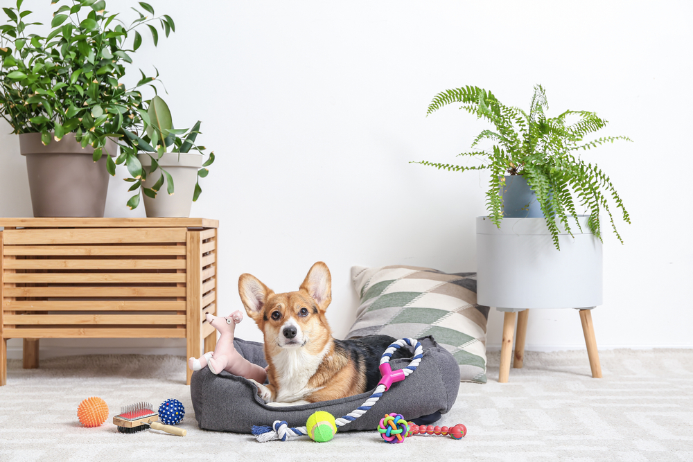 Corgi surrounded by dog toys