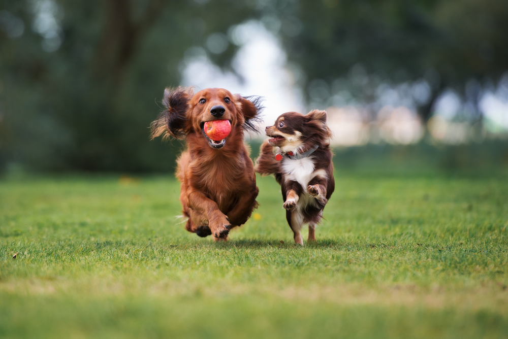 Dogs playing outside with Barkbox toy
