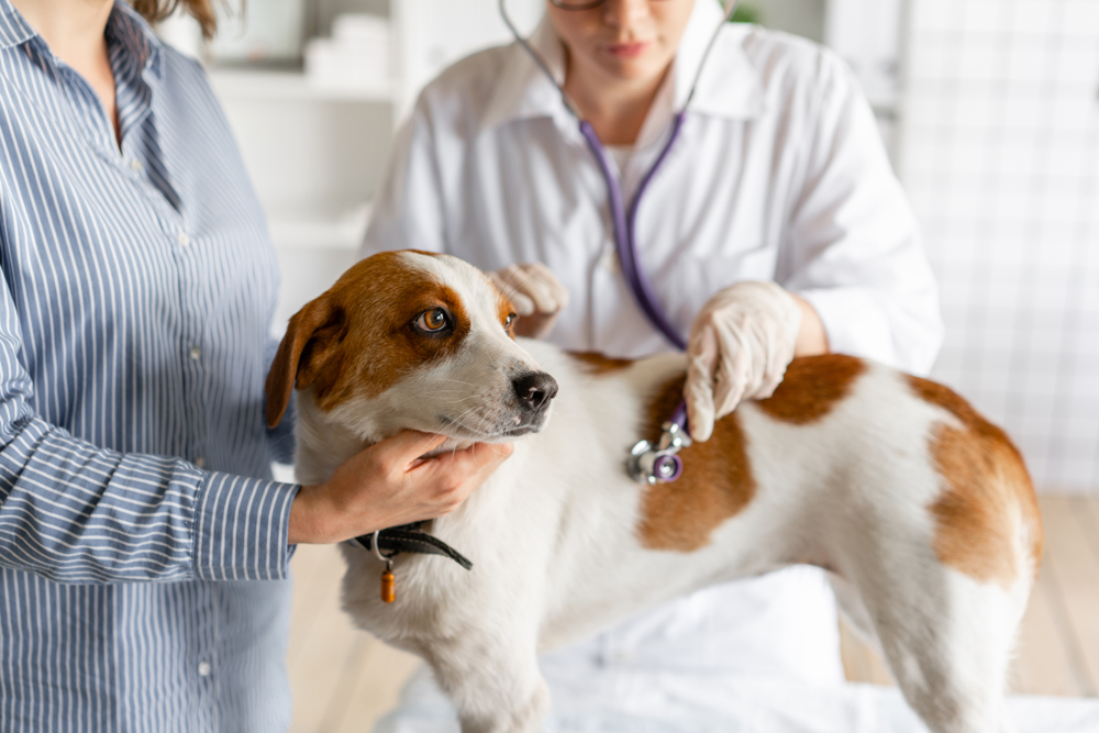 TheVeterinarianListensToTheDogWithAStethoscope Total Vet Signs of Cushing's Disease