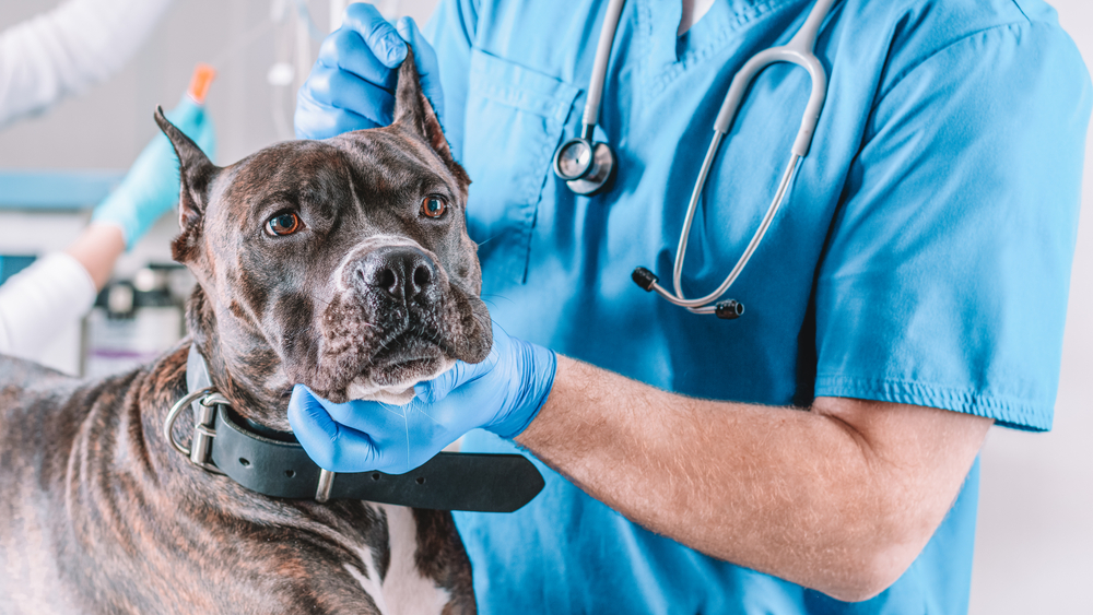 ImageOfABulldogBeingExaminedAtTheClinicTwo Total Vet dog at the vet