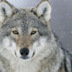 endangered animals in the us
