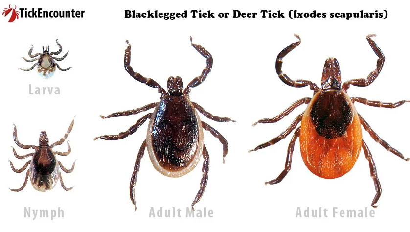 blackleggedtick Total Vet