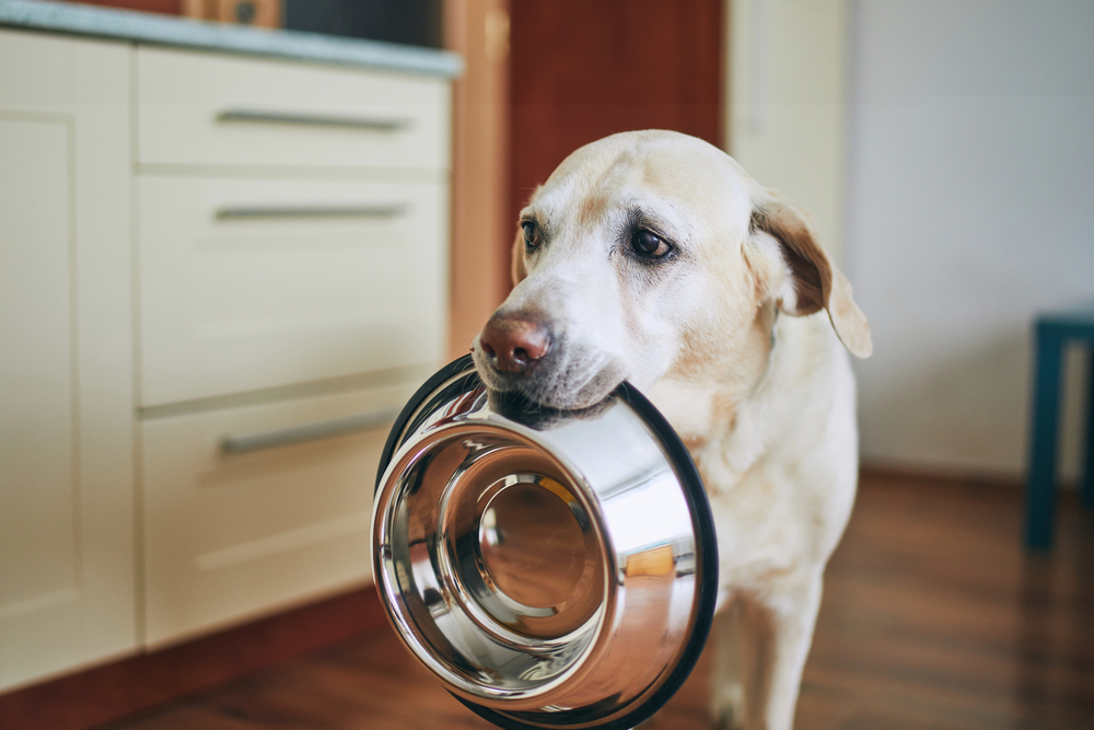 pet food pantry
