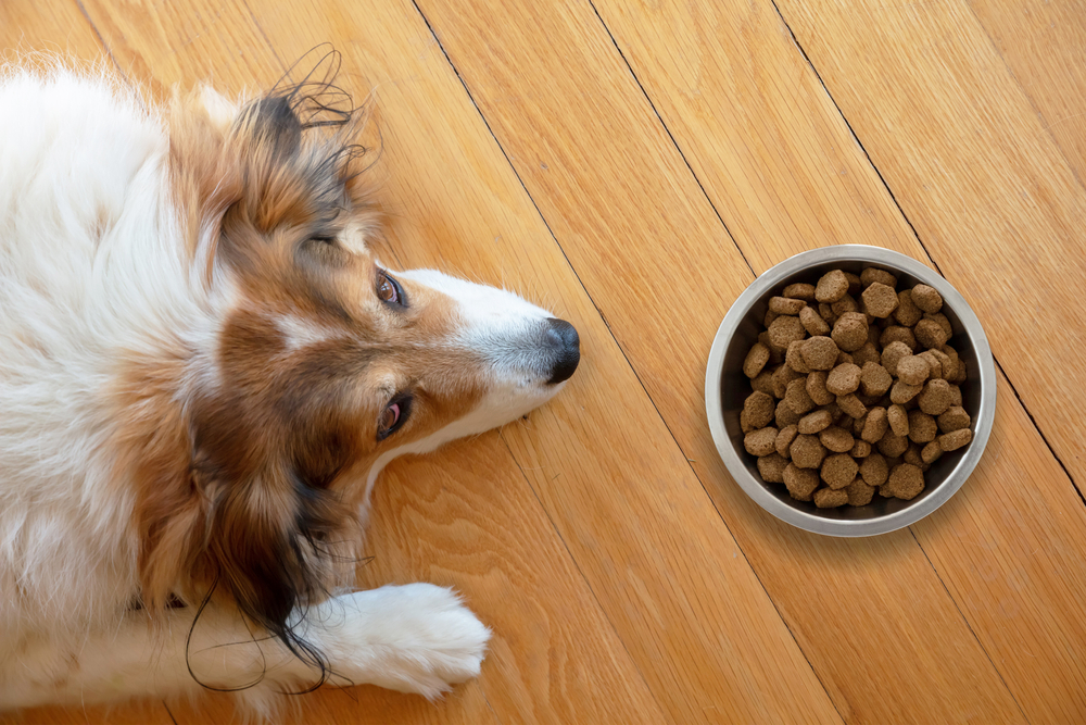 cost of dog food in us