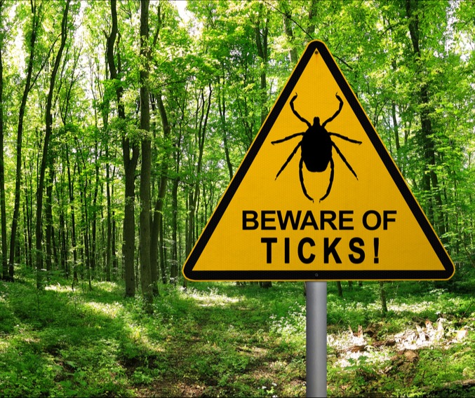 lyme disease