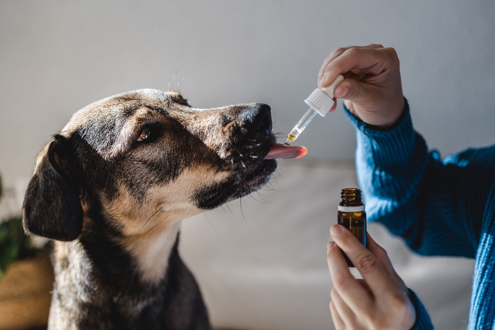 CBD dog dosage