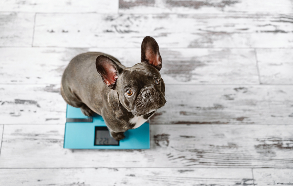 Total Vet Dosage CBD Pets Weight