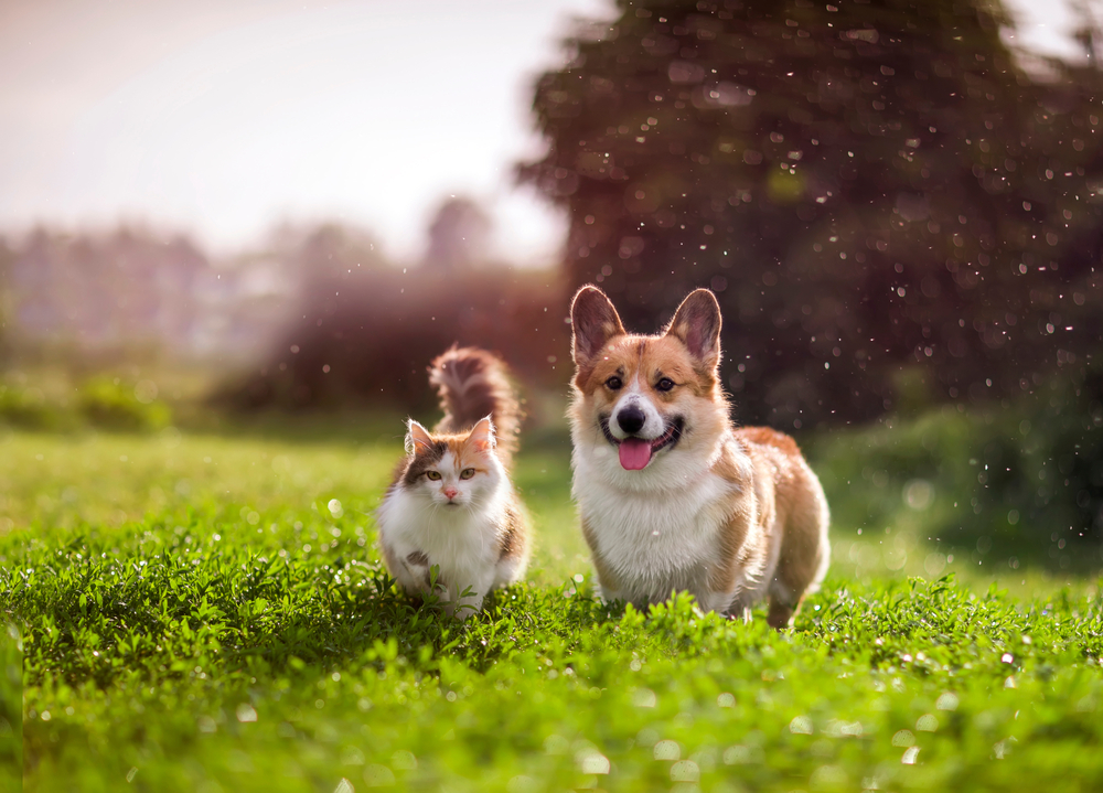 Total Vet Right CBD Dosage